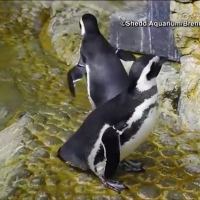 VIDEO: Check Out This Adorable Video of Penguins Playing to Opera Music Photo