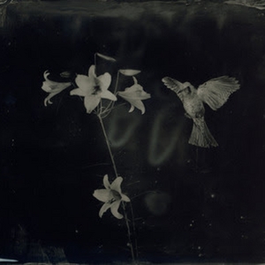 Exhibition by Yamamoto Masao: AMBROTYPES Will be on View at Yancey Richardson Photo