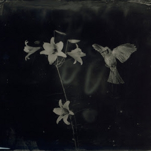 Exhibition by Yamamoto Masao: AMBROTYPES Will be on View at Yancey Richardson