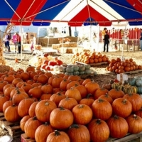 Mr. Jack O'Lanterns Pumpkin Patch To Open Amidst Coronavirus Pandemic