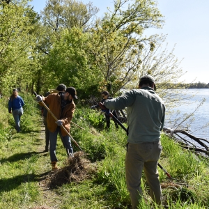 FRESHWATER MUSSELS Make a Comeback on the Delaware River