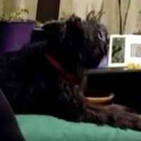 VIDEO: Watch Pablo, a Once-Stray Dog From Italy, Sing Opera Video