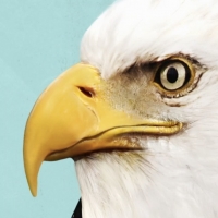 Wake Up With BWW 2/24: 10th Annual BROADWAY BELTS FOR PFF! and More! Image