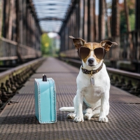 Victoria Yeates Leads THE DOG WALKER At Jermyn Street Theatre