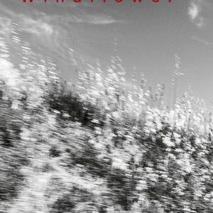 Ayumi Tanaka, Thomas Morgan & Thomas Strønen Release 'Windflower' on ECM Photo