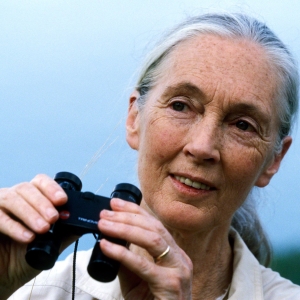 BroadwaySF to Welcome Conservationist Icon Jane Goodall for Exclusive Event Video