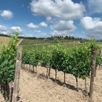 FRESCOBALDI Tuscan Wines – So Much to Explore and Enjoy