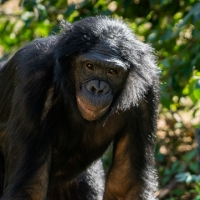 BONOBOS TO BROADWAY Explores Connection Between COME FROM AWAY and Columbus Zoo And Aquarium