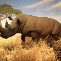 Las Vegas Natural History Museum to Celebrate 30th Anniversary on Saturday, July 10