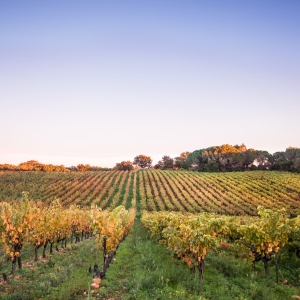 Rhône Valley Vineyards for Wonderful French Wines