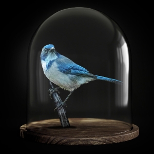 Sydney Philharmonia Will Perform LOST BIRDS in August Photo