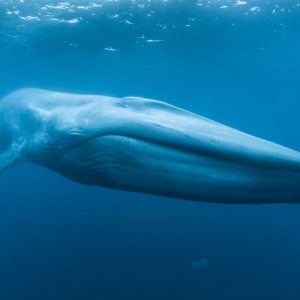 New Documentary Film BLUE WHALES: RETURN OF THE GIANTS To Premiere Autonation At The  Photo