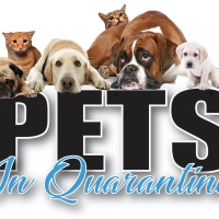 Bell Tower Theater Will Present Virtual Play, PETS IN QUARANTINE Video