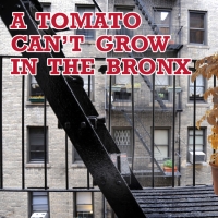 TOMATO CAN'T GROW IN THE BRONX Opens at Chain Theater Next Month Photo