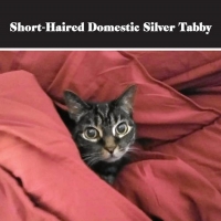 King Lahiri Productions Announces Filming Of SHORT-HAIRED DOMESTIC SILVER TABBY Photo