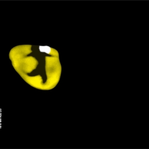 REVIEW: CATS Returns to Sydney’s Theatre Royal After 40 Years Photo