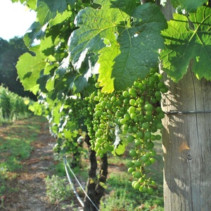 New Jersey Wineries Invite Visitors To Winter Tastings And Weekly Events Across The S