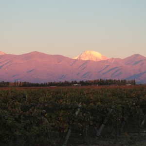 DOMAINE BOUSQUET for Superb Cabernet Wines Photo