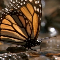 VIDEO: Andrew Scott Narrates BBC America's EARTH'S GREAT SEASONS Video