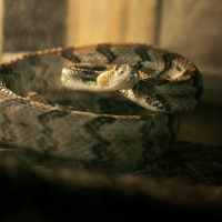 HBO's ALABAMA SNAKE Premieres Dec. 9 Photo