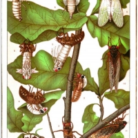 Theater of the Apes Presents NECROMANCERS OF THE PUBLIC DOMAIN: THE PERIODICAL CICADA Photo