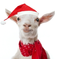 Open-Door Playhouse Debuts THE CHRISTMAS GOAT Next Month Photo