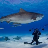 Harris Center For The Arts Presents NATIONAL GEOGRAPHIC LIVE! CORAL KINGDOMS AND EMPI Photo