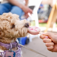 Dog Days Adoption Event and Fashion Show Comes to Coppell Arts Center