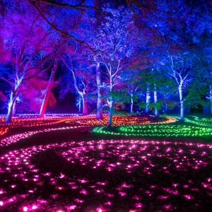 LIGHTSCAPE to Return to Brooklyn Botanic Garden Beginning in November Photo