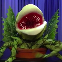 VIDEO: Maude Apatow Brings Audrey II From LITTLE SHOP OF HORRORS to FALLON Video