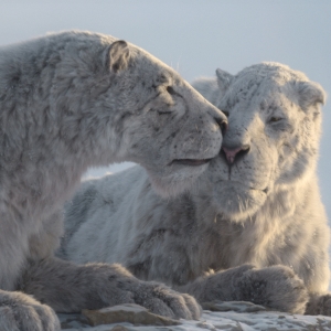 Apple TV+ Sets Natural History Docuseries PREHISTORIC PLANET: ICE AGE Photo