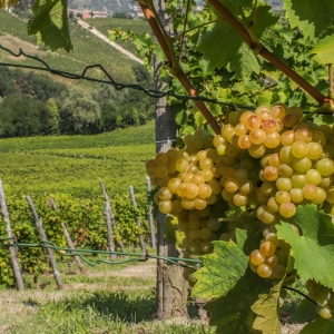 Moms Love Wine! Discover Asti DOCG and San Felice Wines