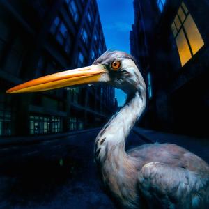 Antony Szmierek Releases Sophomore Album DECODING BIRDSONG Photo