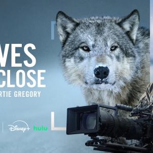 Photos: WOLVES UP CLOSE WITH BERTIE GREGORY to Premiere on National Geographic Photo