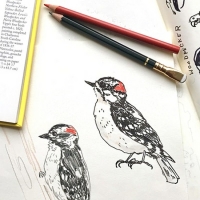 Morven Museum & Garden to Host Jersey Birds Illustration Classes With Erin Ellis Photo