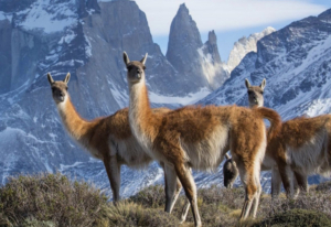 BBC America Announces First Original Series Greenlight From BBC Studios' Natural History Unit Image