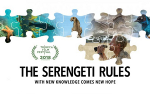 Documentary THE SERENGETI RULES to Premiere on Nature on PBS This October Image
