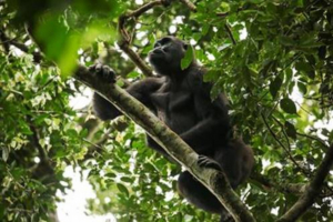 Smithsonian Channel Announces ISLE OF CHIMPS and GORILLAS OF GABON 