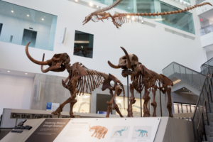 U-M Museum of Natural History Opens Next Phase with Major Exhibits, Hands-On Labs 