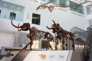 U-M Museum of Natural History Opens Next Phase with Major Exhibits, Hands-On Labs Image