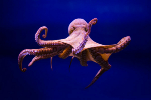 NATURE'S 'Octopus: Making Contact' Airs on PBS on Oct. 2  Image