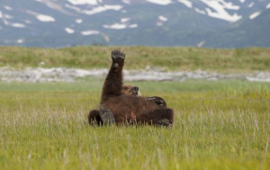 BBC AMERICA and BBCA.com Celebrate Fat Bear Week with Live Streams 