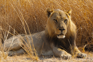 Smithsonian Channel to Premiere BIG CAT COUNTRY Image