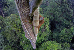 National Geographic Live Will Return With ADVENTURES AMONG ORANGUTANS Image