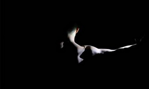 92Y to Present the HARKNESS DANCE FESTIVAL Image