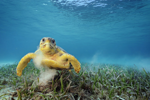 NATIONAL GEOGRAPHIC LIVE Speaker Series Returns To The Auditorium, May 5 Image
