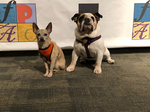 The Franklin Performing Arts Company to Feature Broadway Dogs in LEGALLY BLONDE Image