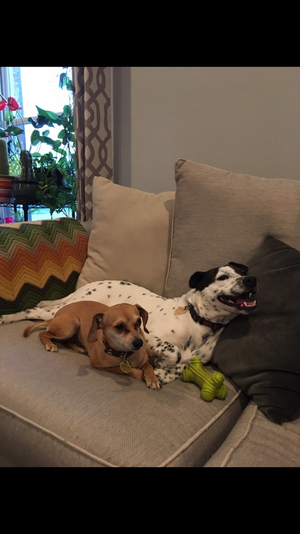 BWW Backstage Pets: SARA TOLSON and her dogs Phoebe, Hazel, and Pepper 