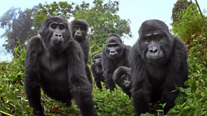 NATURE: SPY IN THE WILD 2 to Premiere on PBS Image