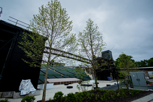 The Muny's Iconic Tree Canopy Returns Image